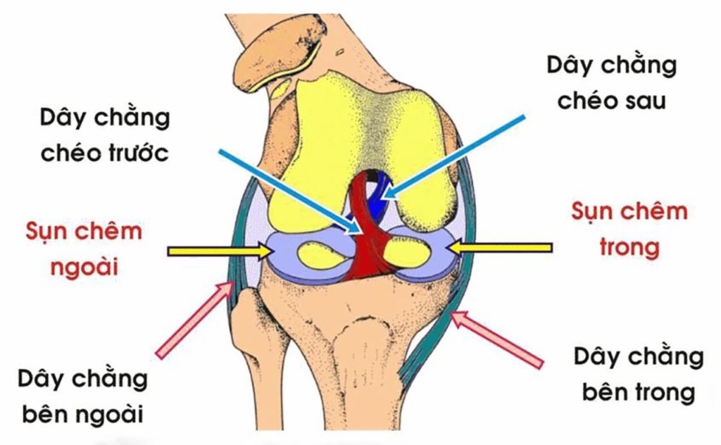 Cấu tạo khớp gối