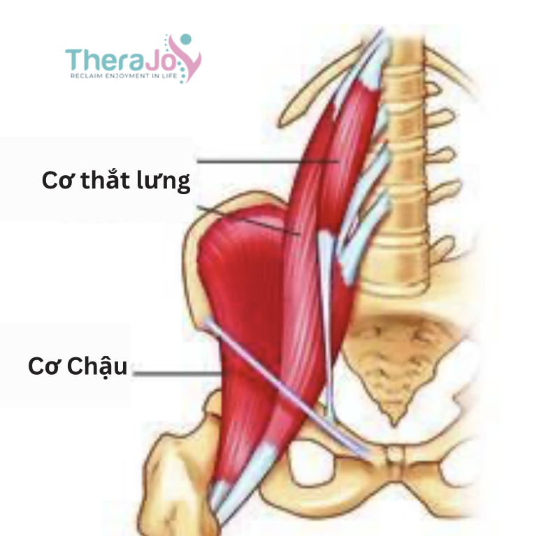 ĐAU CƠ THẮT LƯNG – Nguyên nhân và Cách điều trị